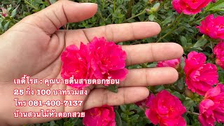 เลดี้โรส บ้านสวนไม้หัวดอกสวย 081-400-7137