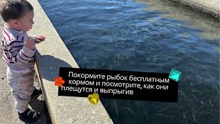 San Joaquin Fish Hatchery-Free Family / Рыбоводческий завод Сан-Хоакин—бесплатная семейная экскурсия