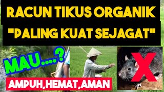 Tips Pertanian / Cara Membuat Racun Tikus Organik  Bio Yoso