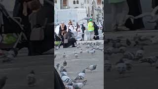 With baby pigeons in the Holy Mosque #shortsvideo #travel #music #makkahlive #love #lastdayinmadina