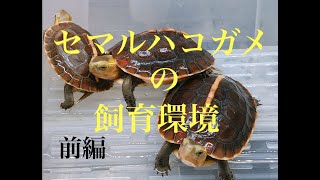 かめぞー☆ちゃんねる　５クラッチ目 セマルハコガメの飼育環境(前編)