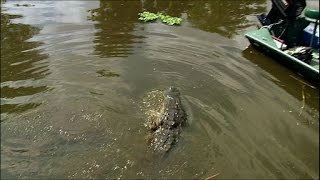Dealing with Dangerous Florida Alligators | Ultimate Killers | BBC Earth