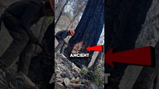 Why He Cut Down This Giant Tree 🤯