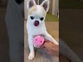 お散歩の後あごのせを披露するチワワさん shorts 犬 チワワ あごのせ 犬芸 dog chihuahua