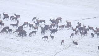 Veľké stádo jeleňov vo Veľkej Fatre A large herd of deer in Veľká Fatra