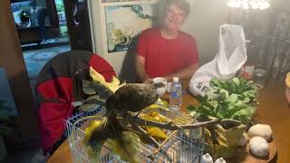 Our pet Robin is a right at home