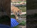 sneaky tiger bioga watch till the end 😳🐯🤧