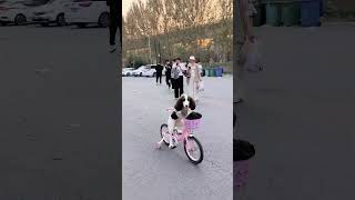 今天围观的人不少啊鞍山峰哥训犬史宾格格格狗狗骑自行车