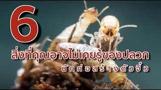 6 สิ่งที่คุณอาจไม่เคยรู้ของปลวก นักก่อสร้างตัวจิ๋ว