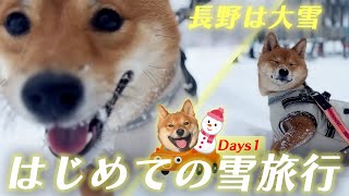 【大雪】【豆柴】【長野】愛犬小夏はじめての雪旅行Days 1🐕🐕🐕　#puppy #shiba #かわいい #snow #豆柴 #trip #旅行