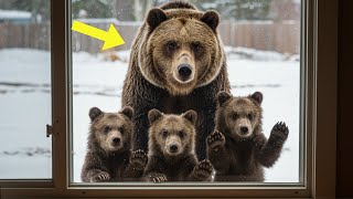 Grizzly Bear and Her Three Cubs Beg to Enter the House – What the Woman Does Next Is Shocking!