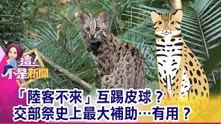 「陸客不來」互踢皮球？交部祭史上最大補助…有用？-【這！不是新聞 精華篇】20190828-3