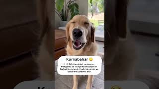 Köpeğinize kış Aylarında yedirmeniz gereken yemekler!!