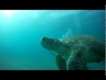 Sea Turtle Abu Dabbab II