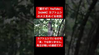 【ASMR】カブトムシのメスをめぐる攻防 #asmr #交尾の音 #昆虫 #音芸術 #映像芸術 #咀嚼音 #自然教育 #虫 #日本の虫 #虫の声