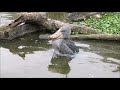 shoebill、ボンゴの二回目の水浴び＠神戸ハシビロコウ