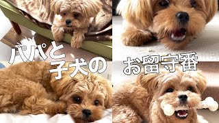 【ペキプー】パパとペキプー子犬のお留守番に密着！！【ミックス犬】