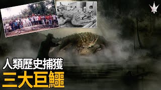 人類歷史捕獲之三大巨鱷，頻繁攻擊船隻的「澳洲甜心」，婆羅洲食人白背巨鱷「布江申恩」，世界最大紀錄巨鱷「洛龍」。