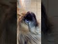 love cheese wait for the end dog pekingese doglover petowner cutedog dogowner pets cute