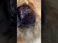 love cheese wait for the end dog pekingese doglover petowner cutedog dogowner pets cute