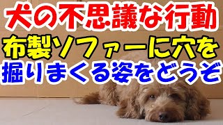 【穴を掘る犬】犬の穴掘りに緊急事態！犬の不思議な行動、仕草。大事なソファーに穴があくからやめてくれっ【保護犬のミックス犬ダップー】