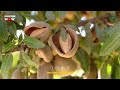 almond farming step by step complete guide how to grow almonds tree from seed at home