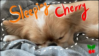 잠자는 이불 속의 체리 Sleeping Cherry