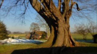 600 jaar oude linde van Achterberg, Rhenen. 600 years old Lime tree Achterberg, Rhenen