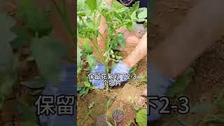 西红柿怎么打侧枝 #种植小技巧 #学种菜 #农业种植技术