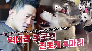 Trainer Kang Breaks the Hierarchy of Four Jindo Dogs [Dogs Are Incredible]