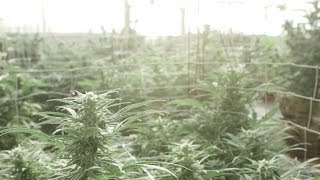 GrassRoots Trailer : Cannabis Documentary