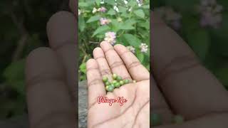 # Village Life # எங்க ஊர்ல குருவி பூ குருவி பழம் சொல்லுவோம் # short videos