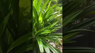 Pandan plant (Pandanus amaryllifolius) #plants #pandan #kewra #edibleplants