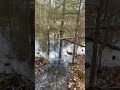 🦫 beaver does damage on tree 🌳 in new hampshire wildlife beaver