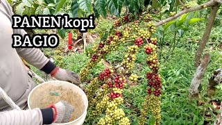 PANEN kopi BAGIO super lebat