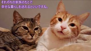 後を付いてくる野良猫を、家に入れたら大変なことに・・・！