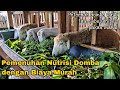 Pemenuhan Nutrisi Domba dengan Biaya Murah ! peternak wajib simak, sebelum beli pakan mahal