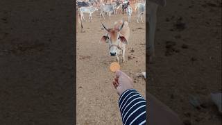 Jay Gau Maiya 💫🌛🙏🚩💫🙇🚩#gaiyameri #cow #gaumata #animals @Gau.mata.ki.sewa.