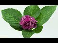 Purple Hydrangea blooming, Time lapse