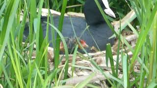 Common coot or Eurasian coot (meerkoet) sitting on nest and keeping chicks warm