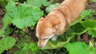 水辺で揺れるトリカブト、毒草ですがきれいな花です💠～愛犬たちとの散歩🐶