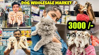 Dog Wholesale Market in Guwahati | Starting Price 3000 | Amazing Pet Shop