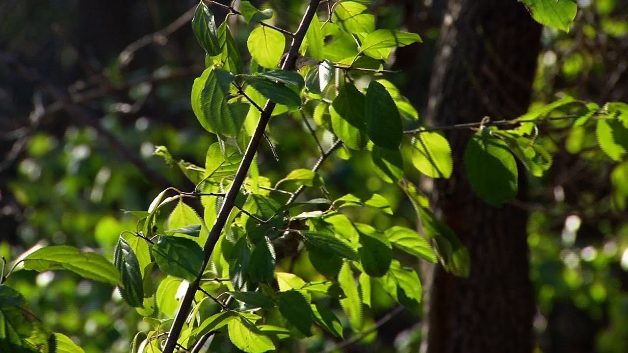 Buckthorn Removal - YouTube