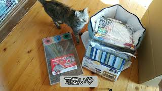 大人気！！猫用福袋買ってみた( *´艸｀)