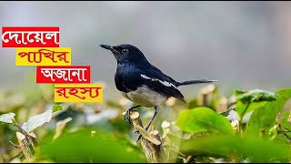 দোয়েল পাখি | দোয়েল পাখির অজানা রহস্য | dowel pakhi | dowel | বাংলাদেশের জাতীয় পাখি | Apon Golpo |