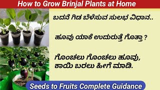 How to Grow Big Brinjal/ಗಿಡದ ತುಂಬಾ ಕಾಯಿ ಬೇಕಾ?ಇದೊಂದು ಕೆಲಸ ಮಾಡಿ#how to grow Brinjal at home#egg plants