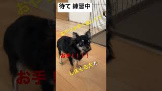 かわいい犬|ロングコートチワワのウルくん【待て練習中なのにおやつが早く欲しくて「待て！！」しまくる犬🐶】