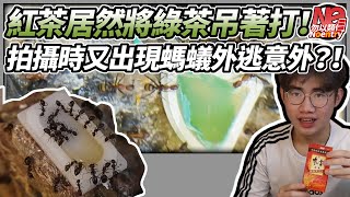 紅茶竟然勝過綠茶？螞蟻突然大量外逃！｜螞蟻實驗室