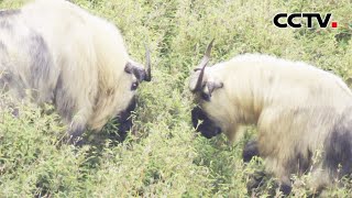 【4K】力道足以将树木拦腰折断！成年羚牛决战山巅巨响震彻山峦 | CCTV