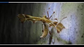 Artichoke Plume Moth    Platyptilia carduidactyla Riley, 1869   Greece by Theo